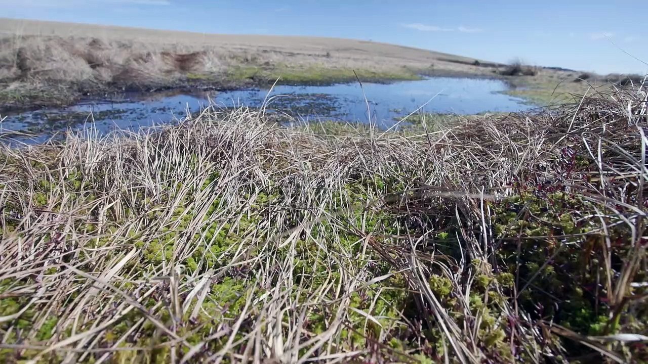Les écrins verts de la Loire, eps 3 : Les tourbières des Hautes Chaumes