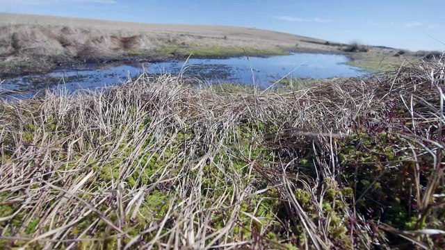 Les écrins verts de la Loire, eps 3 : Les tourbières des Hautes Chaumes