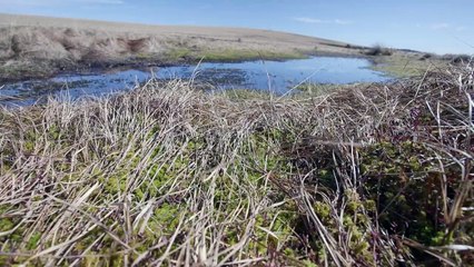 Les écrins verts de la Loire, eps 3 : Les tourbières des Hautes Chaumes