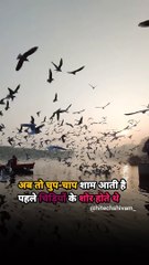 Birds Lover | Save Birds .
