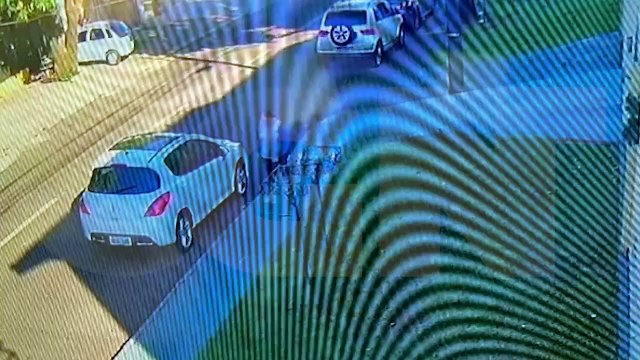 Alguém entendeu? Mulher é flagrada recolhendo fezes de cachorro e depois jogando na grama