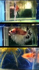 KaraOke - CÁT BỤI (Koi halfmoon)_ngắt lời