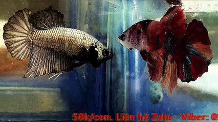 KaraOke - BẢN TÌNH CUỐI (Koi Blue nemo VS Super Silver)