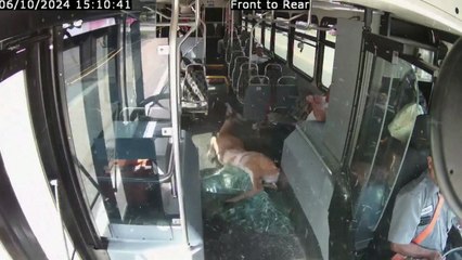 달리던 버스 안으로 뛰어든 사슴...승객 3명 다쳐 / YTN