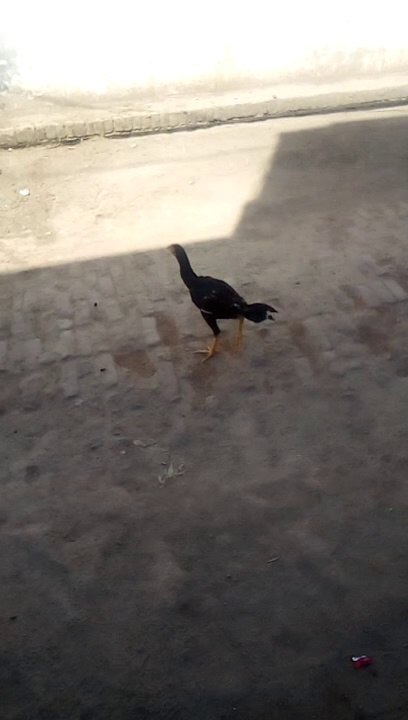 Aseel Chick In Village. #viral #trending #like #share #follow #comment
