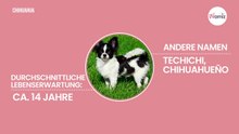 Acht Vor- und Nachteile von Chihuahuas
