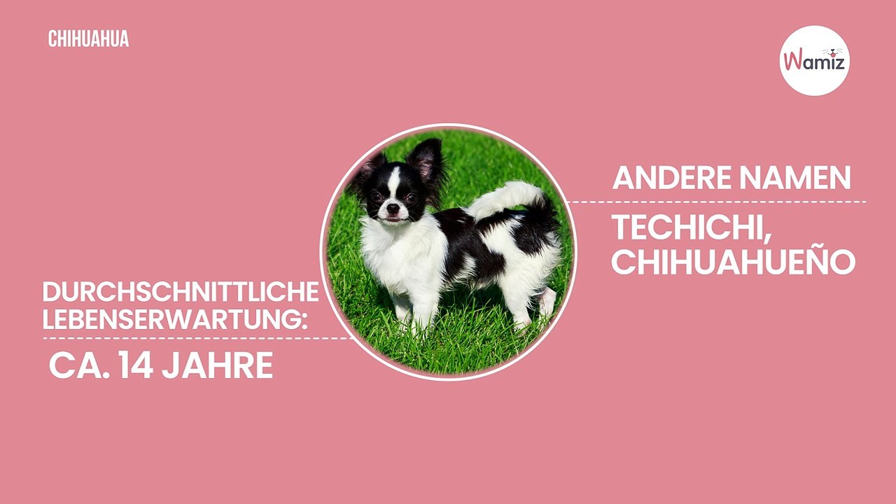 Acht Vor- und Nachteile von Chihuahuas