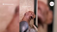 Pitbull dramático se queda petrificado a la hora de ponerse guapo (Vídeo)