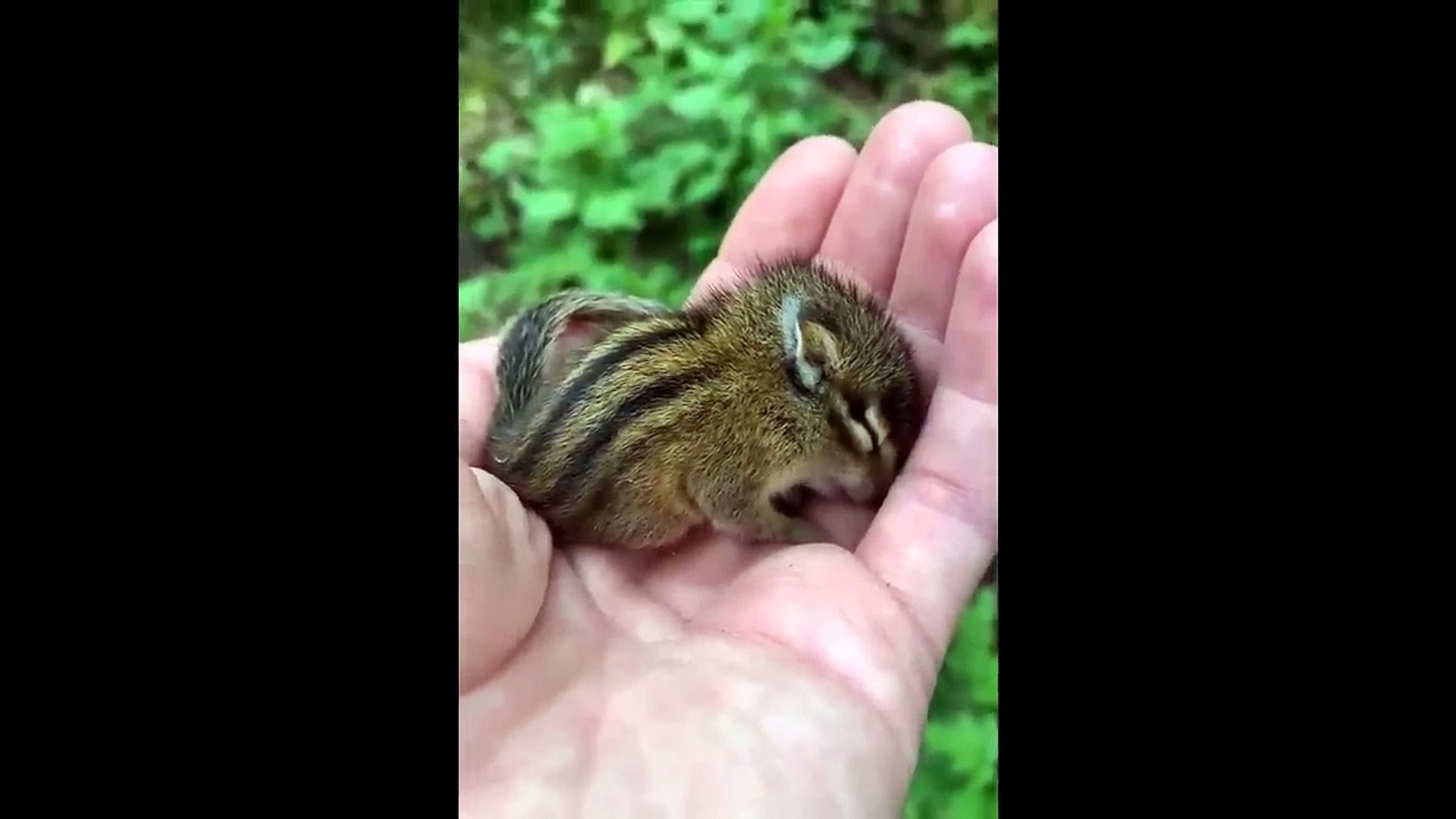 Cute baby animals