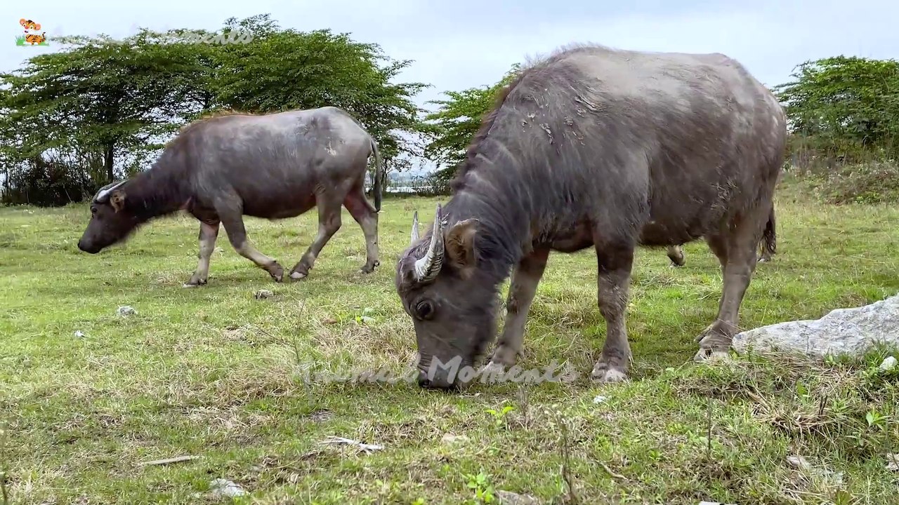Animals that are close to people - Dog, cat, duck, pig