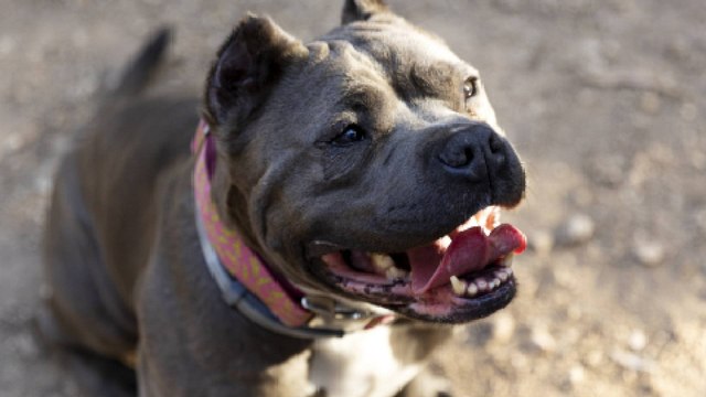 Dos perros pitbull atacaron a su dueño en Bogotá y lo dejaron gravemente herido