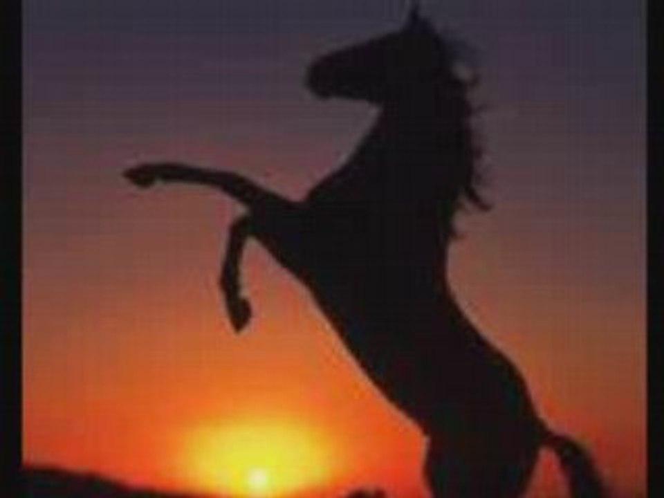 "The horse with no name" par Cat