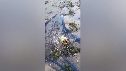 Crânio é encontrado em açude no município alagoano de Mar Vermelho