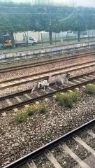 Le trafic du RER C perturbé... par des chèvres (vidéo)