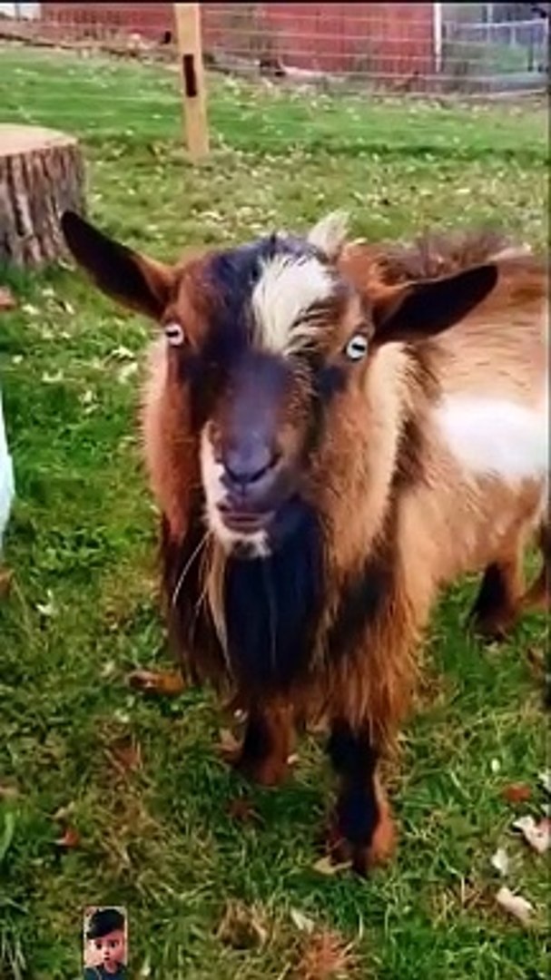 Entertainment / Funny Videos