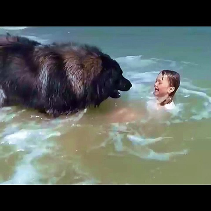Entertainment / Funny Videos