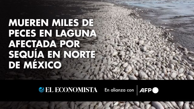 Mueren miles de peces en laguna afectada por sequía en norte de México