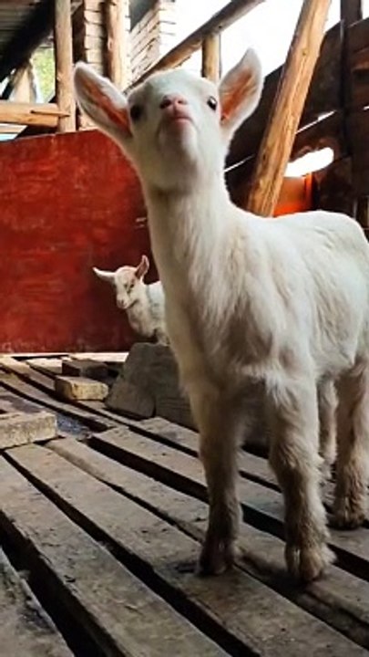 बकरी का बच्चा अपनी माँ को बुला रहा है ,The baby goat is calling its mother,#shorts