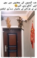 Adorable Kittens Being Naughty Funny Cat Moments Compilation