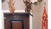 Adorable Kittens Being Naughty Funny Cat Moments Compilation