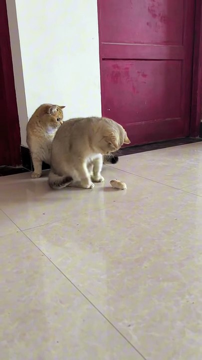 Funny kitten cat new video