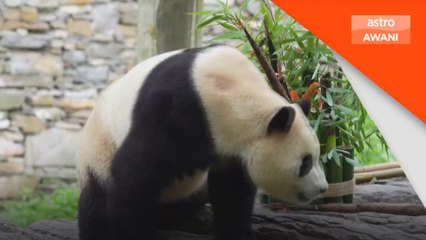 'Fu Bao' buat kemunculan pertama di kampung halaman