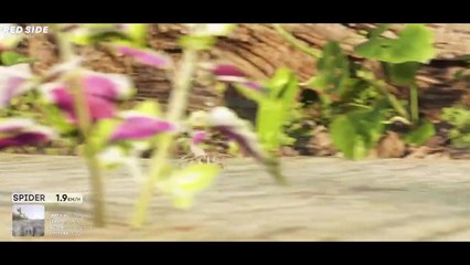 SPEED COMPARISON 3D _ Animals