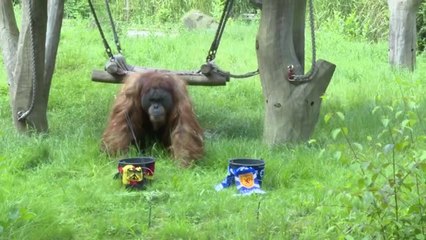 Behind the scenes - Oracle Orangutan predicts winner of Germany v Scotland