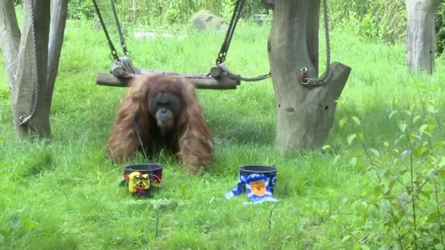 Behind the scenes - Oracle Orangutan predicts winner of Germany v Scotland