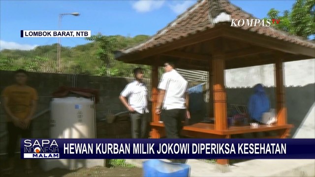Hewan Kurban Sapi Milik Jokowi Jalani Pemeriksaan Berkala Jelang Idul Adha