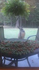 Wild Deer Eats Tomatoes Left on Garden Table