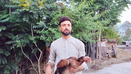 How to know about real German OShamo hen | Aseel hen knowing techniques