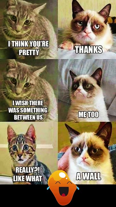 Funny Cat Meme