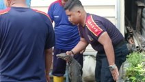 Firefighters remove huge monitor lizard stuck down side of home
