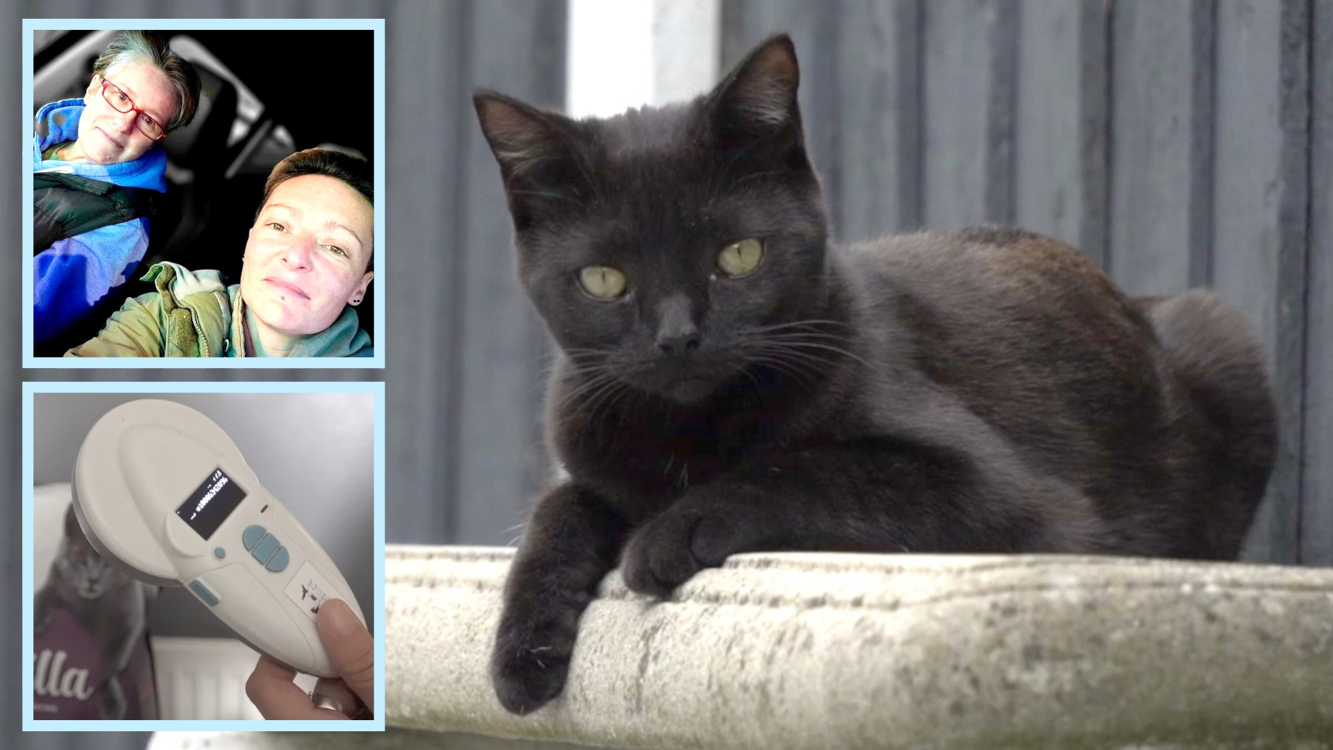 Medway animal charity pushes legislation all the way to protect cats