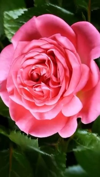 Red rose