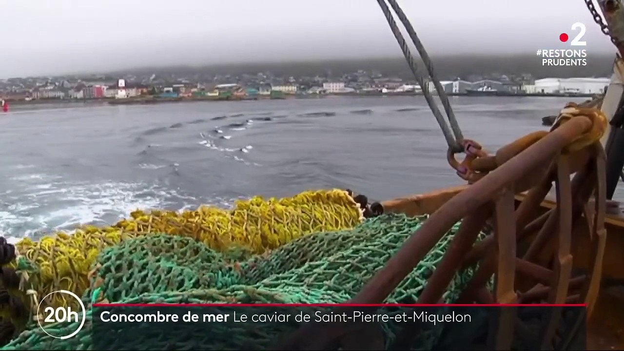 Saint-Pierre-et-Miquelon  le concombre de mer, le caviar de l'archipel