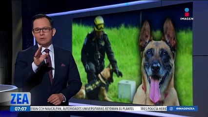 La Armada de México incluye en sus equipos especiales a 11 caninos adiestrados