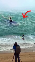 Shocking❗ An ORCA whale hits 3 surfers!