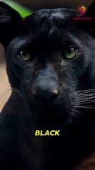 Descargar video: 5 Interesting Facts about Black Panthers  Facts about Animals #animalfacts #animals #facts