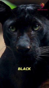 5 Interesting Facts about Black Panthers Facts about Animals #animalfacts #animals #facts