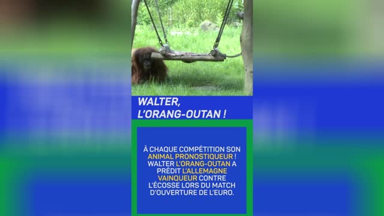 Euro 2024 - Walter l’orang-outan prédit l’Allemagne vainqueur contre l’Écosse !