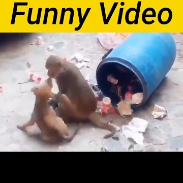 Amezing Funny Video Dog with Monkey