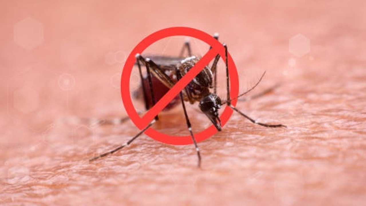 ¿Qué Es El Dengue? Te Explicamos Los Síntomas