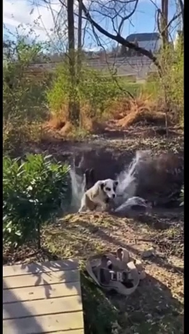 Funny animals Funny cats/ dogs Funny animal videos