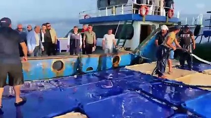 Sinop, Türk somonu üretiminde ülke lideri