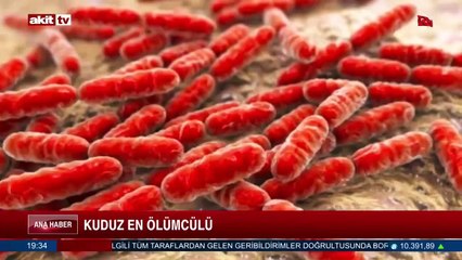 Akit TV derledi! İşte köpeklerden insanlara geçen ölümcül hastalıklar