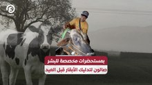 بمستحضرات مخصصة للبشر.. صالون لتدليك الأبقار قبل العيد