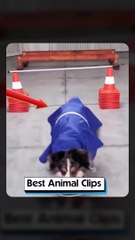 Dog runny on stairs | Funny dog, . . . .. #DoggieLaughs #CanineComedy #PawfectlyFunny #PuppyLOL #DoggoGags