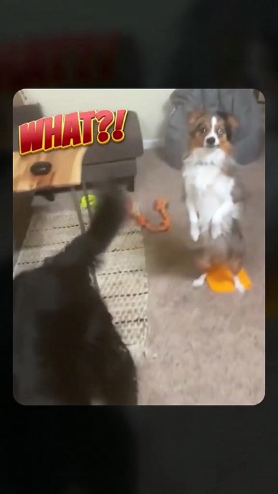 Funny dog, . . . .. #DoggieLaughs #CanineComedy #PawfectlyFunny #PuppyLOL #DoggoGags